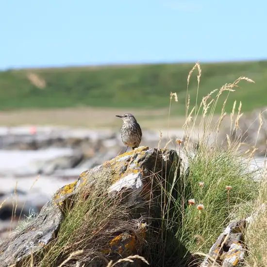 Image related to South Georgia pipit