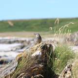 Image related to South Georgia pipit