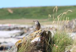 IgluCruise.Application.ViewModels.Shared.WebImageViewModel?.Description