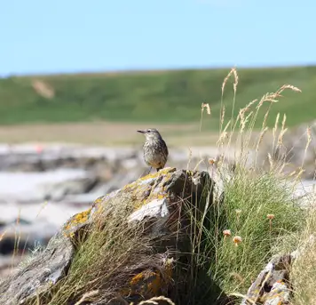 Image related to South Georgia pipit