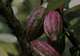 Plantation Tours