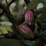 Image related to Plantation Tours