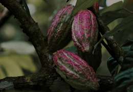 IgluCruise.Application.ViewModels.Shared.WebImageViewModel?.Description