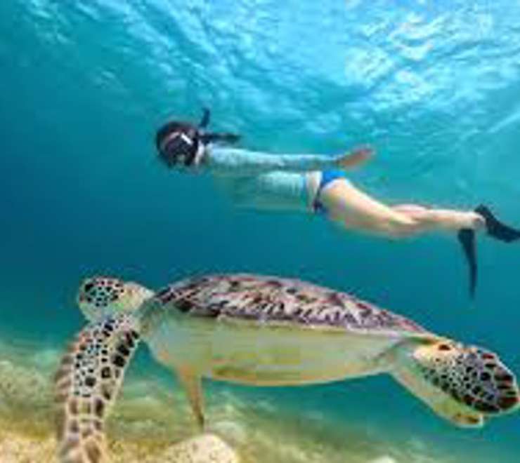 Snorkel with Sea Turtles