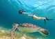 Snorkel with Sea Turtles