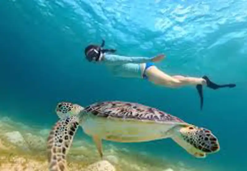 Snorkel with Sea Turtles
