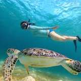 Image related to Snorkel with Sea Turtles