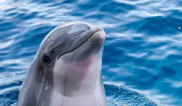 Image related to Dolphin House Museum