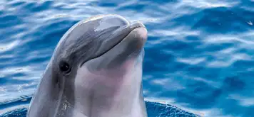 Image related to Dolphin House Museum