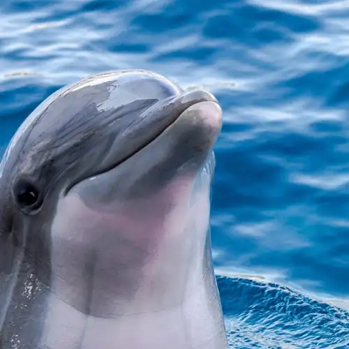 Image related to Dolphin House Museum