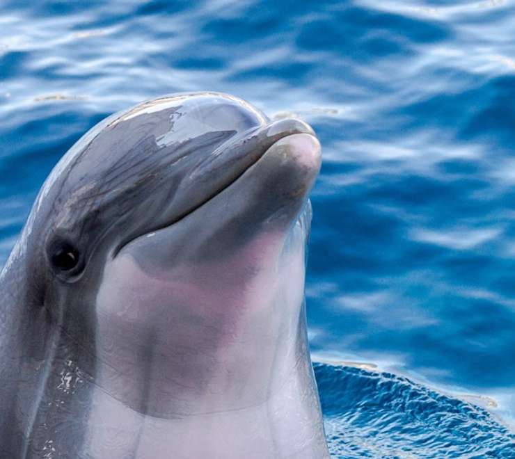 Dolphin House Museum