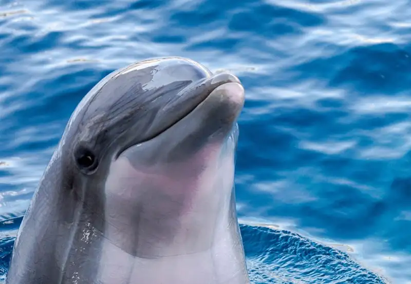 Dolphin House Museum