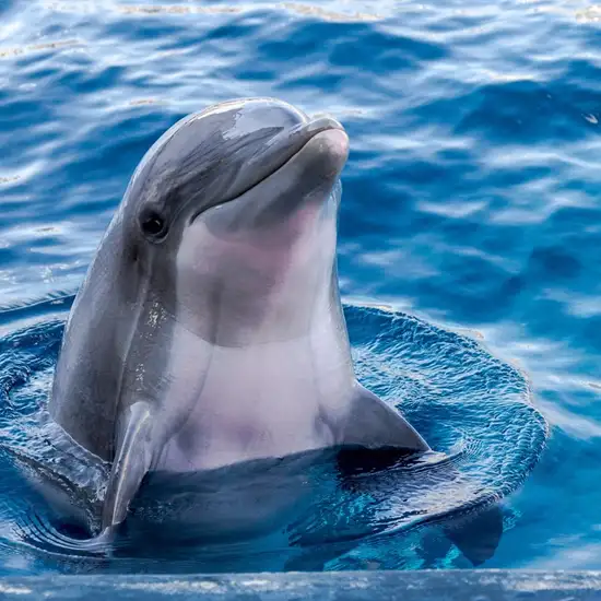 Image related to Dolphin House Museum
