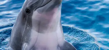 Image related to Dolphin House Museum