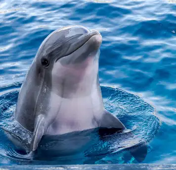 Image related to Dolphin House Museum