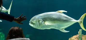 Image related to Livorno Aquarium