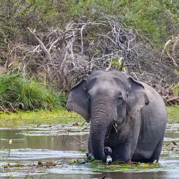 Image related to National Park