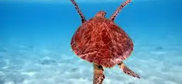 Image related to Swim with Sea Turtles