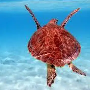 Image related to Swim with Sea Turtles