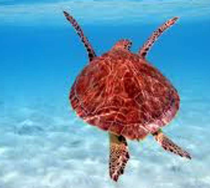 Swim with Sea Turtles