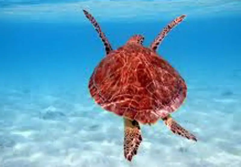 Swim with Sea Turtles