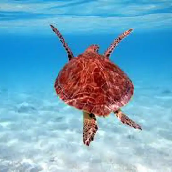 Image related to Swim with Sea Turtles