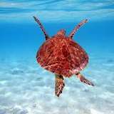 Image related to Swim with Sea Turtles