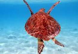 IgluCruise.Application.ViewModels.Shared.WebImageViewModel?.Description