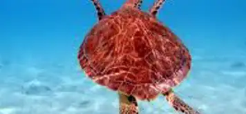 Image related to Swim with Sea Turtles
