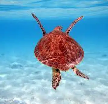 Image related to Swim with Sea Turtles