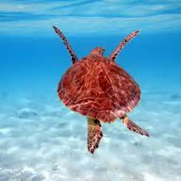 Image related to Swim with Sea Turtles