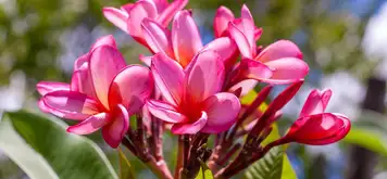 Image related to Botanical Gardes