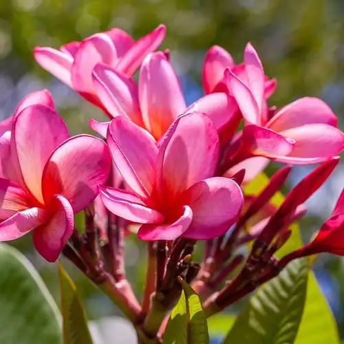 Image related to Image related to Botanical Gardes