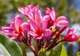 Botanical Gardes