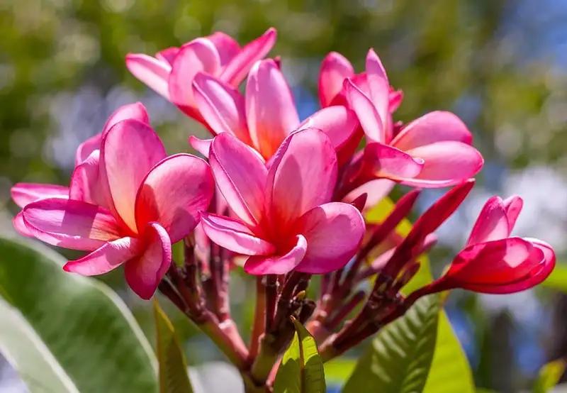 Botanical Gardes