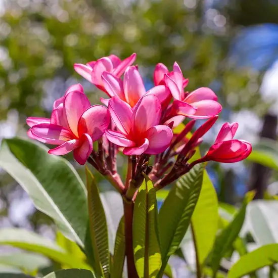 Image related to Botanical Gardes