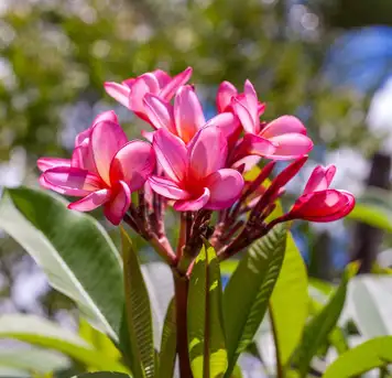 Image related to Botanical Gardes