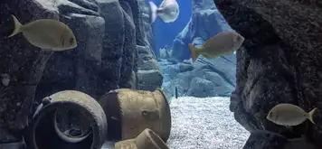 Image related to Cretaquarium Thalassocosmos