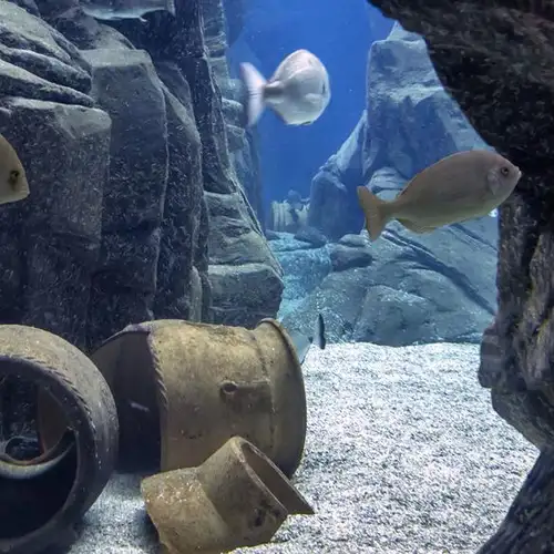 Image related to Cretaquarium Thalassocosmos