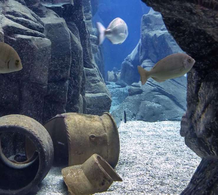 Cretaquarium Thalassocosmos