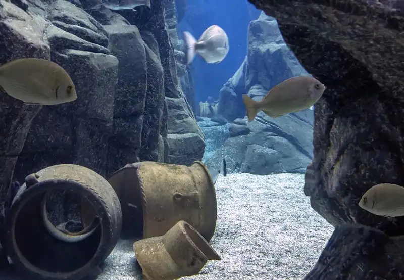 Cretaquarium Thalassocosmos