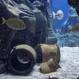 Cretaquarium Thalassocosmos