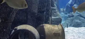 Image related to Cretaquarium Thalassocosmos