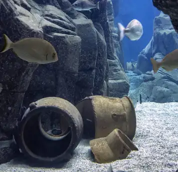 Image related to Cretaquarium Thalassocosmos