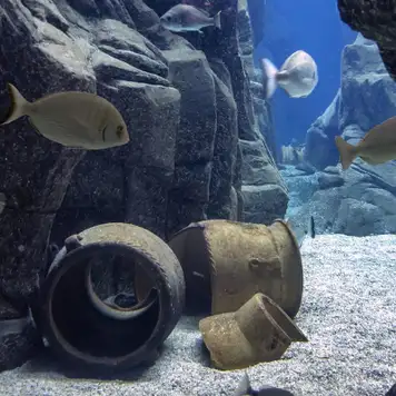 Image related to Cretaquarium Thalassocosmos